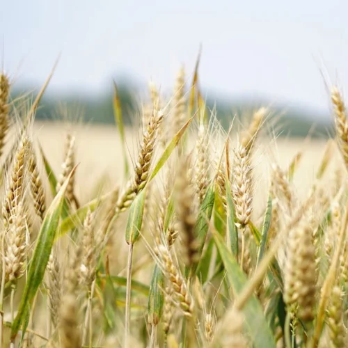 Usine agroalimentaire en Tunisie – solution ERP & CRM intégrée pour la gestion de la production, du stock et des ventes