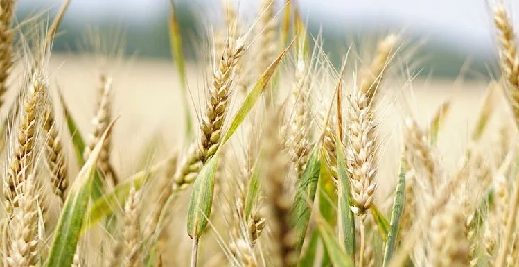 Usine agroalimentaire en Tunisie – solution ERP & CRM intégrée pour la gestion de la production, du stock et des ventes