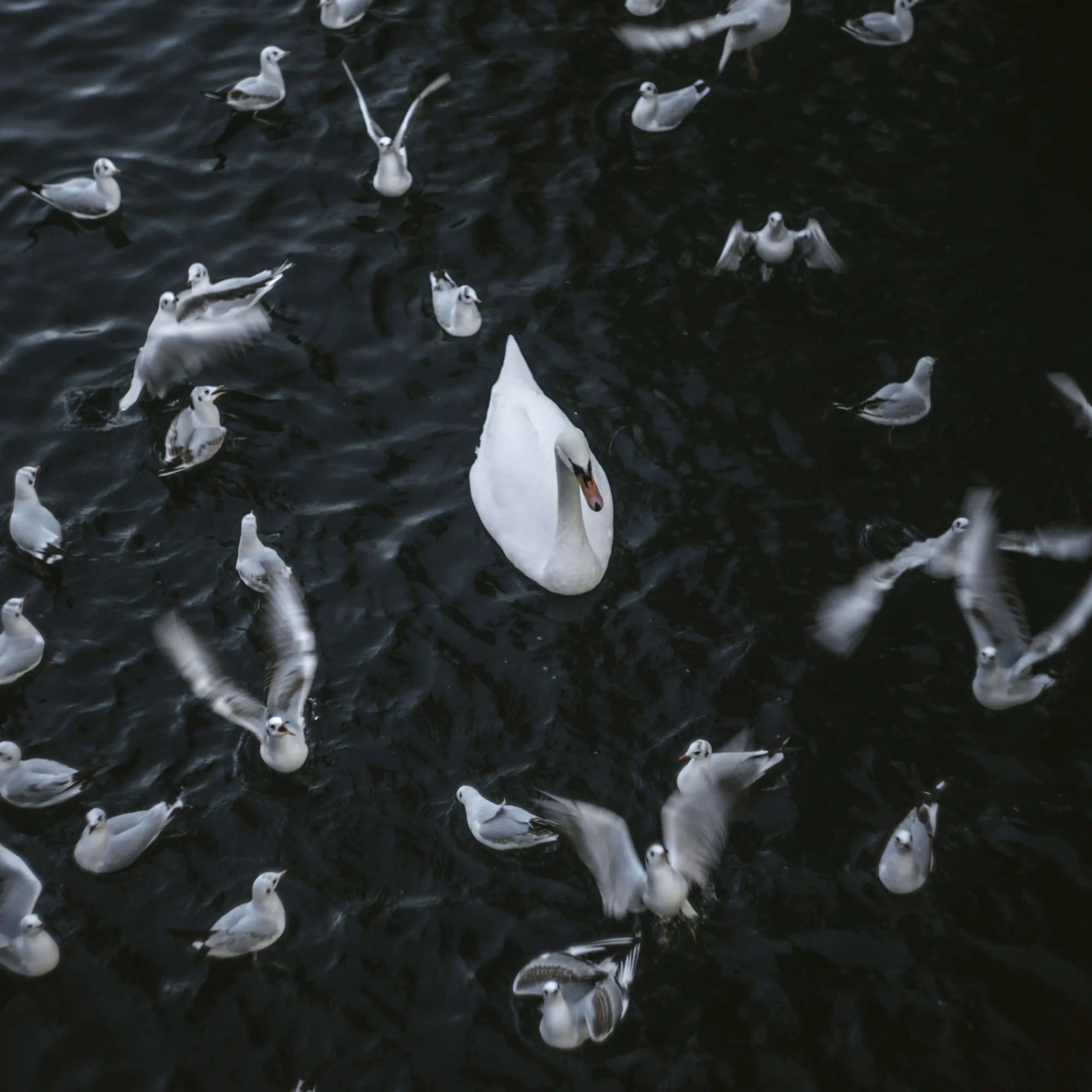 Cygne blanc entouré de mouettes – symbole de vision, leadership et singularité